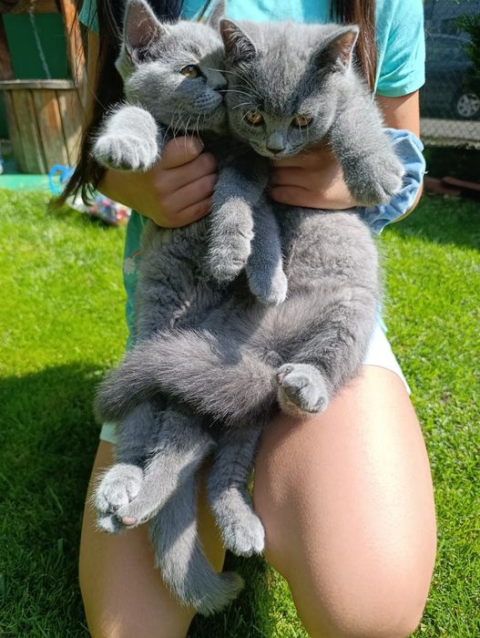 Британски котета
