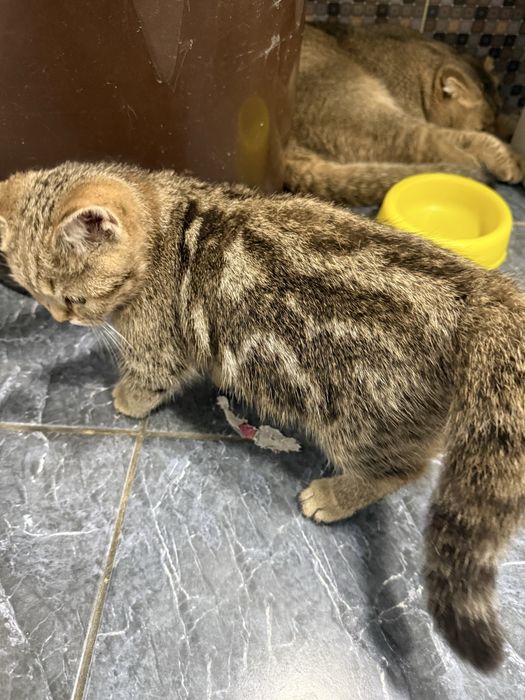 Seribristiy shinshila bilan zalatoy shinshila bolalari