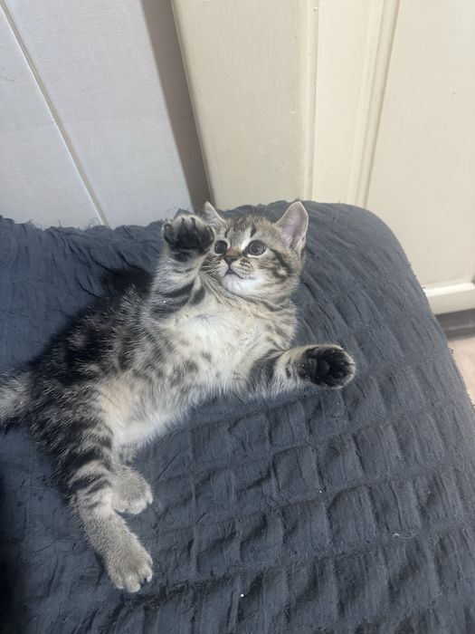 Отдам котёнка в добрые руки .