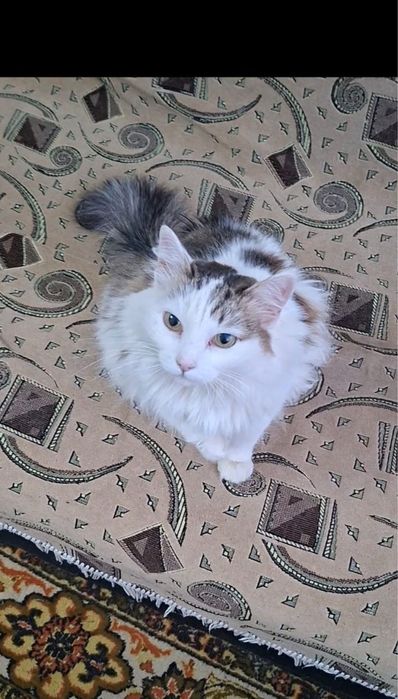 Прекрасная кошечка Ева в добрые руки!