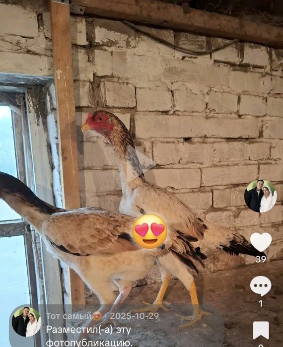 Продам даканок 2штуки