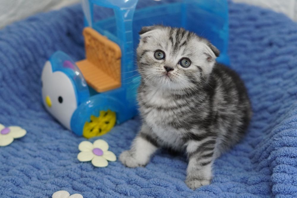 Шотландские  вислоухие котята мраморных окрасов