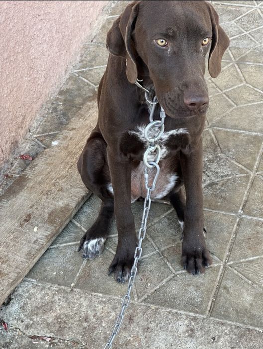 КУРЦХААР 6 месяцов девачка KURCXAAR