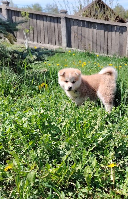 Akita Inu cu pedigree