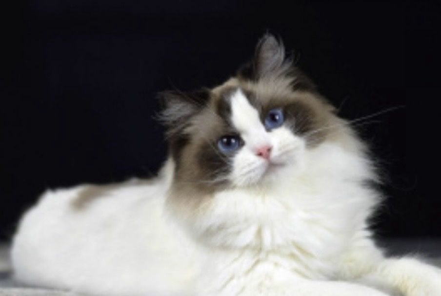 Рагдол Регдол /Ragdoll