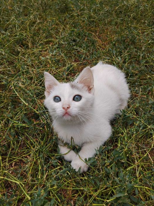 Отдам котенка в добрые руки