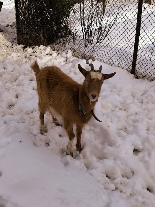 Capra de vânzare, rasa mixta