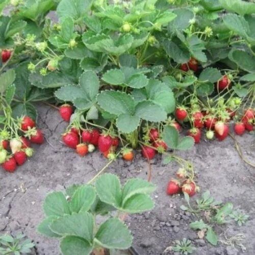 Клубника садовая сорт мурано