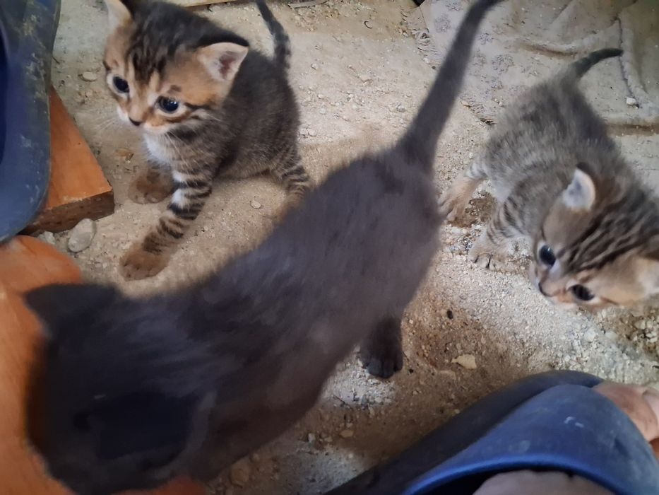 Отдам даром 3 котят