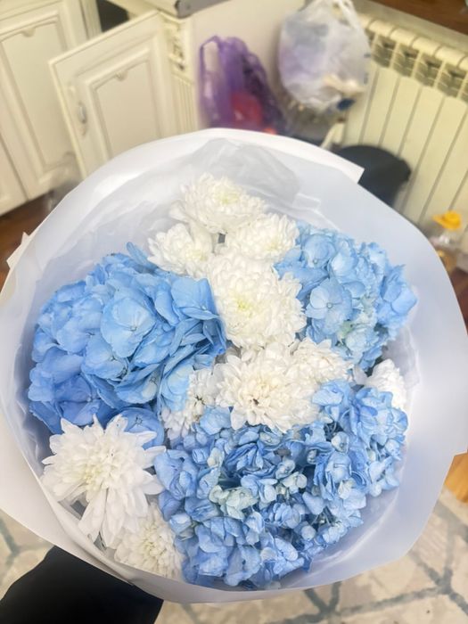 Гартензия свежий