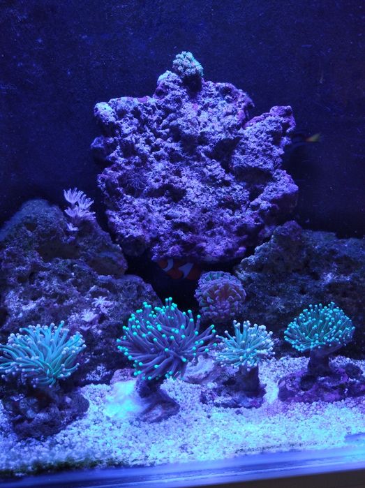 Продаётся морской аквариум 300 л