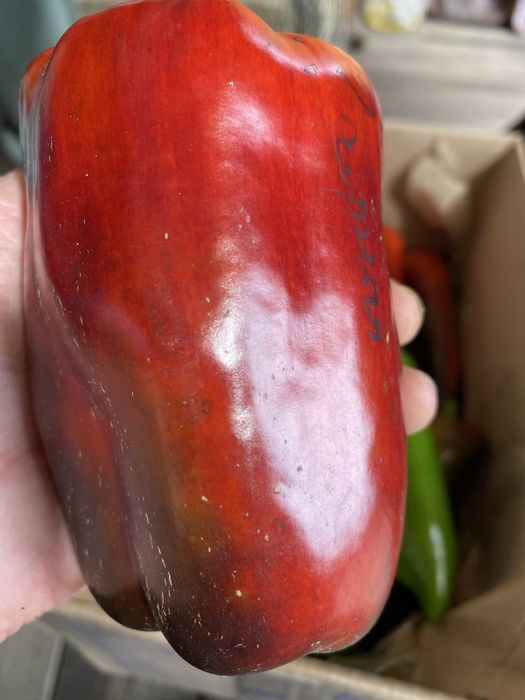 Семена помидор редкие сорта