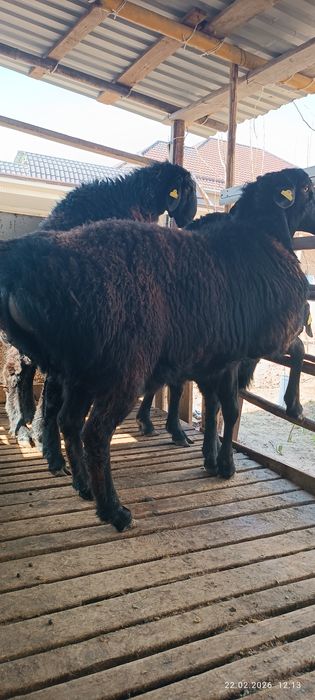 Кошкарлар сатылады