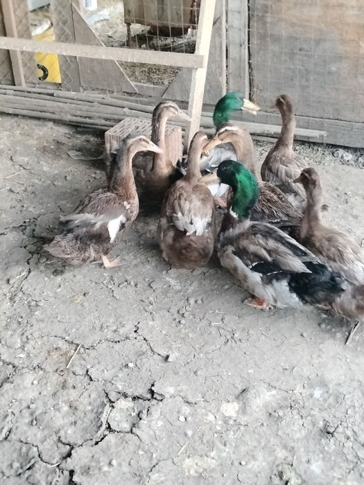 Vând oua de rata rouen