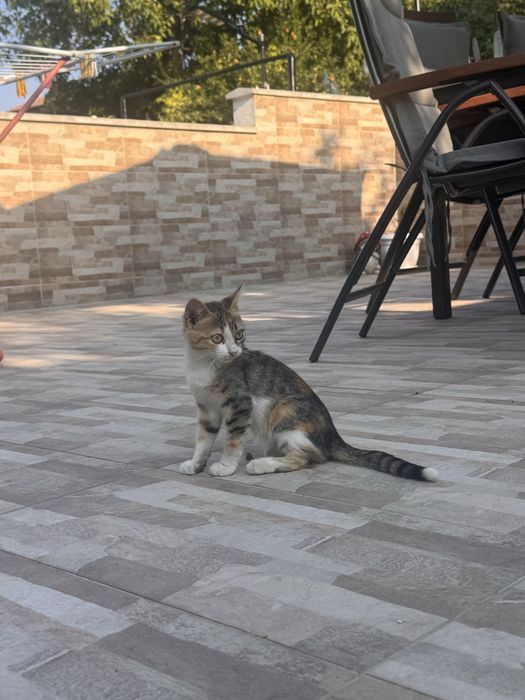 Две малки котета