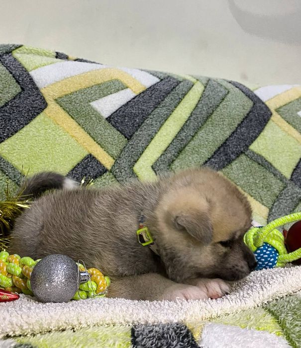 Японская Акита-Ину