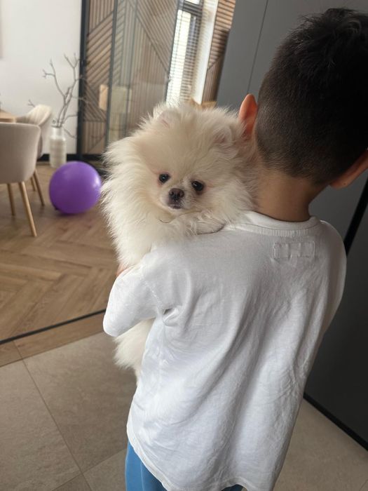 Pomeranian femelă toy, vaccinată, microcipată,Pedigree