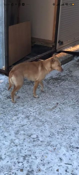 Красивая собака, девочка, стерилизованна