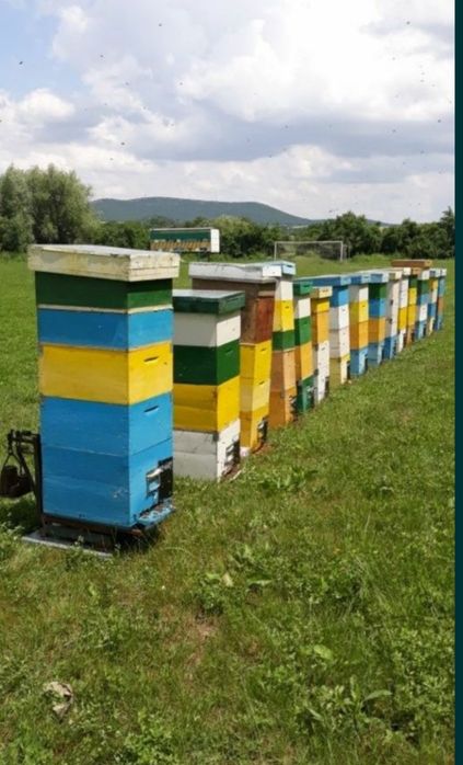 Mătci 45 lei buckfast carnica carpatină stupi familii albine roi