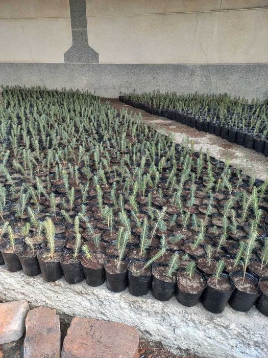 БЕРЁЗА (ок кайин) кучатлари 60 -400 см