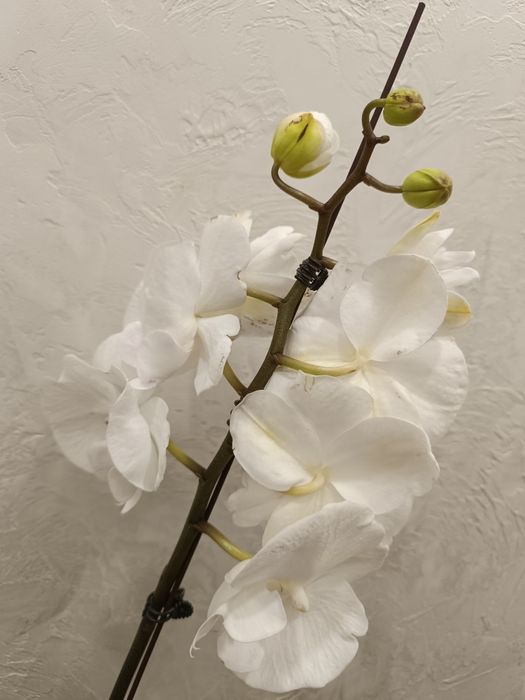 Орхидея королева