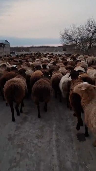 227 бас буаз қой