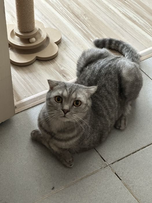 Отдам в добрые руки шотландца