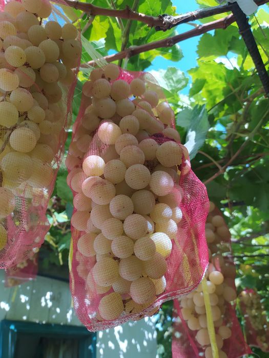 Саженцы винограда