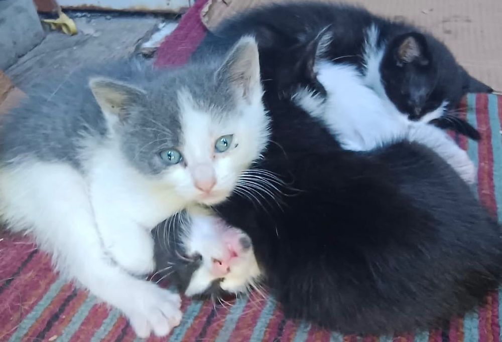 Pui de pisica spre adoptie