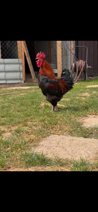 2+1 Australop alb/Playmouth rock/Marans/Ceamani