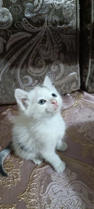 Отдам в добрые руки котят, мальчики