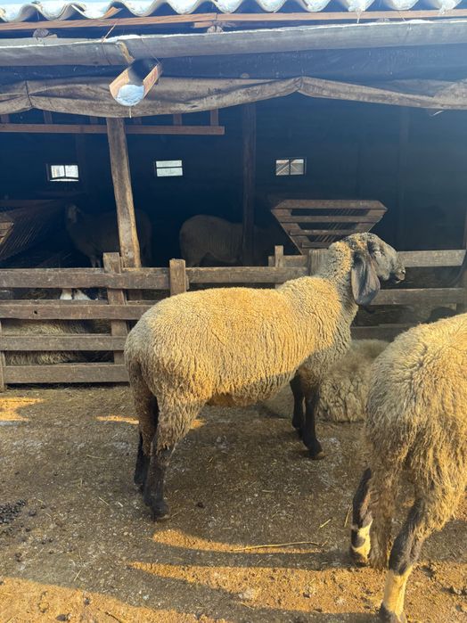 Berbec carabas bulgăresc