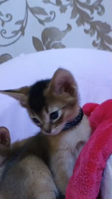 Абиссинские котята Европейский тип