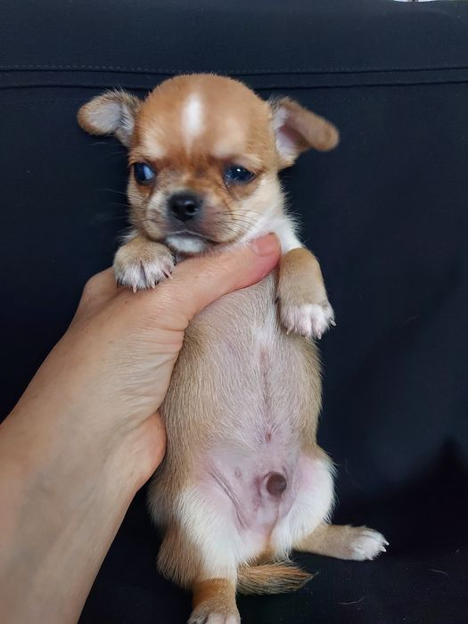 Продаю щенков чихуахуа