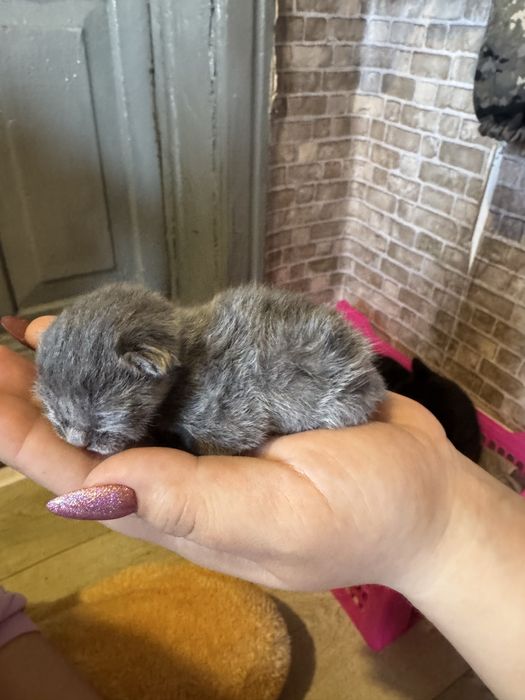 Продам шотландских котят