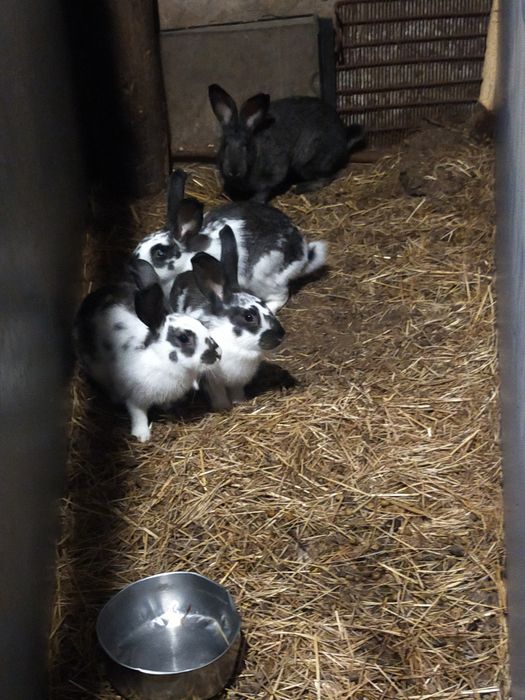 Продам кроликов на развод