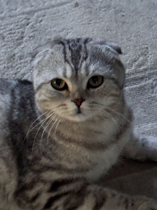 шотландская вислоухая кошка