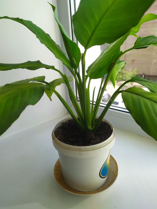 Продам спатифиллум (женское счастье)