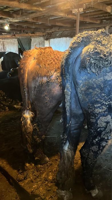 Продаю бычков с откорма