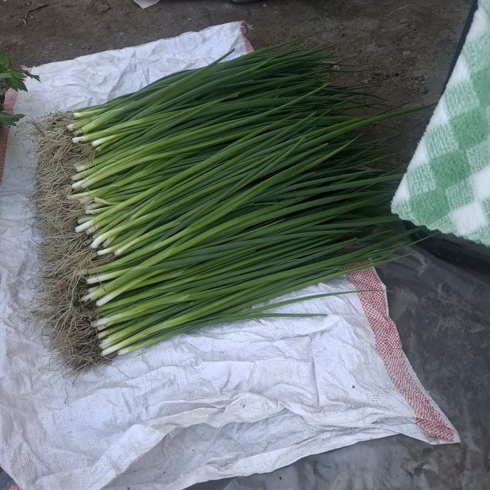 Продам зелёный лук