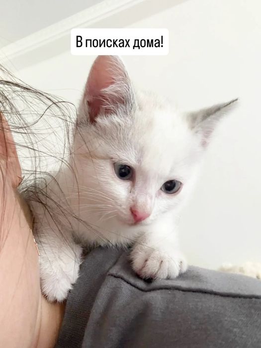 Котёнок в поисках дома