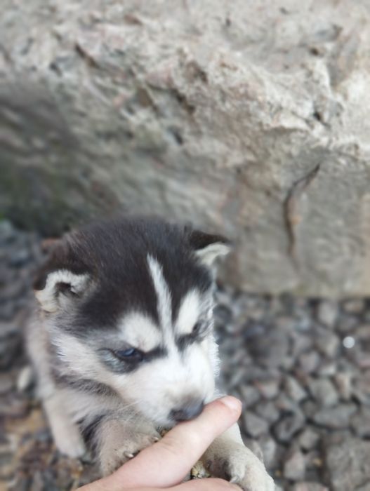 Продам щенков ХАСКИ очень красивые.