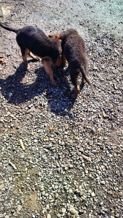 Щенок .Осталась девочка