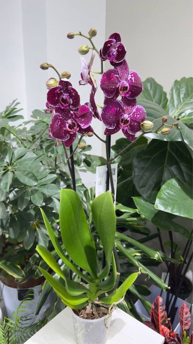 Цветущие орхидеи на любой вкус