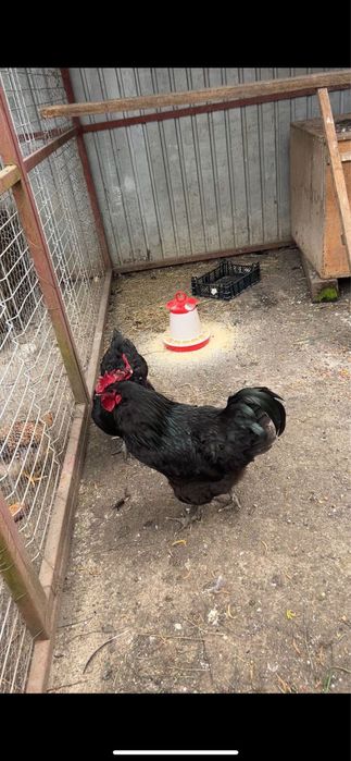 Familie Jersey Giant