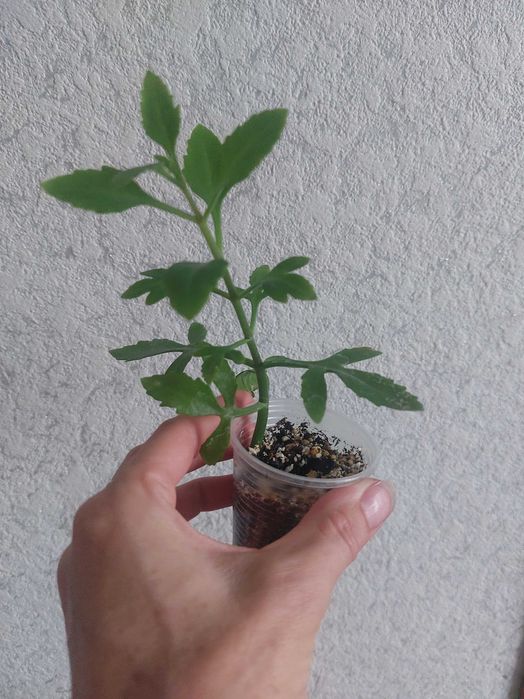 Продам фикус Белиз.
