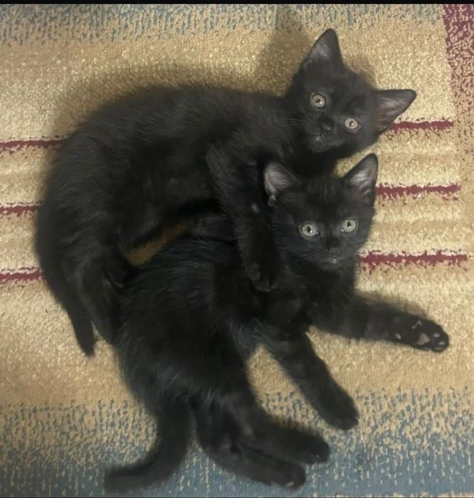 Котята в хорошие руки