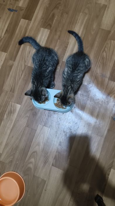 Милые котята ищут дом