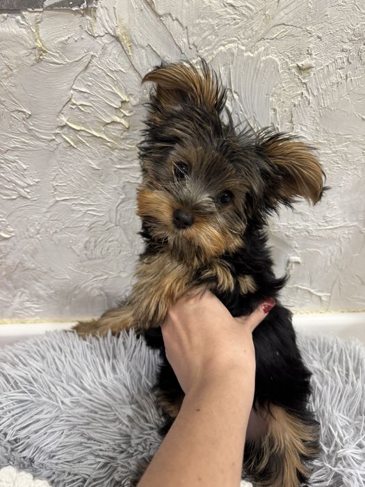 Йоркширский терьер щенок девочка