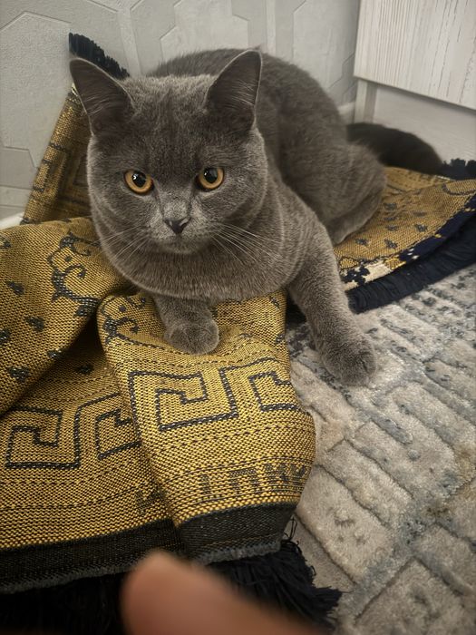 Latok idishlari hamda ozining chamadoni bn sotiladi